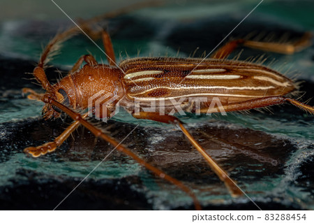 Typical Longhorn Beetle 83288454