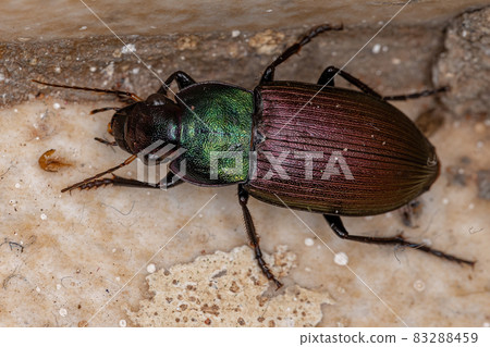 Adult Ground Beetle 83288459