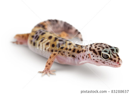 Leopard gecko or Eublepharis macularius isolated on white background with clipping path and full depth of field Leopard gecko or Eublepharis macularius isolated on white background with clipping path and full depth of field 83288637