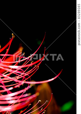 The cluster amaryllis that you see on the roadside when the equinoctial week comes. Cut out bright flowers and shoot The cluster amaryllis that you see on the roadside when the equinoctial week comes. Cut out bright flowers and shoot 83289165