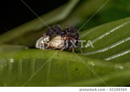 Adult Ant-mimicking Treehopper Adult Ant-mimicking Treehopper 83289384