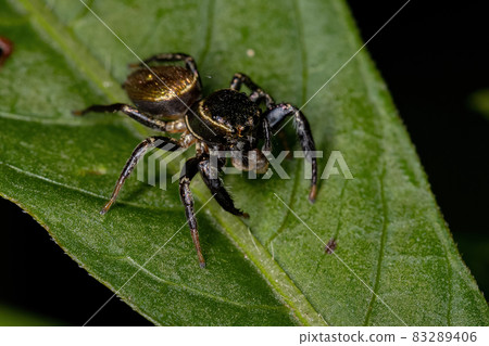 Small Jumping Spider 83289406