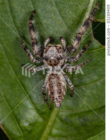 Small Jumping Spider 83289409
