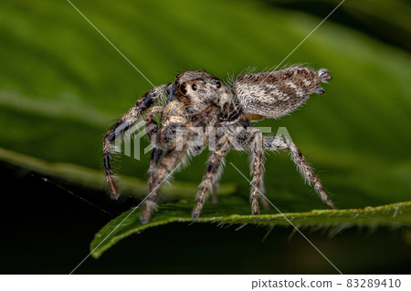 Small Jumping Spider Small Jumping Spider 83289410