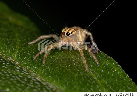 Small Jumping Spider 83289411