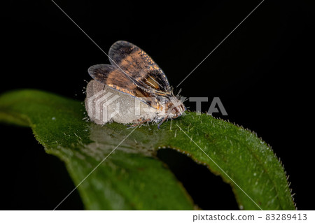 Adult Small Planthopper Adult Small Planthopper 83289413