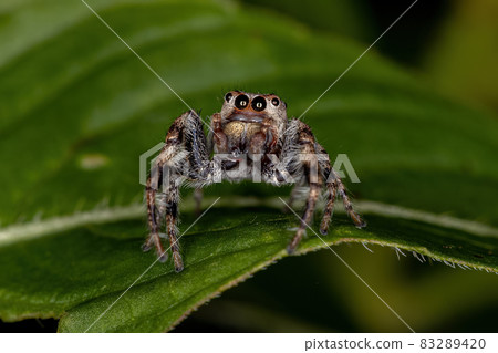 Small Jumping Spider 83289420