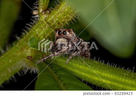 Small Jumping Spider 83289423