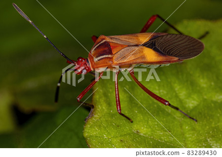 Adult Leaf-footed Bug Adult Leaf-footed Bug 83289430