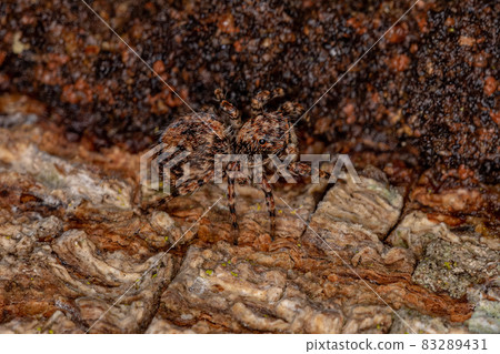Small Jumping spider Small Jumping spider 83289431