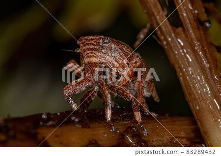 Planthopper Insect Nymph 83289432