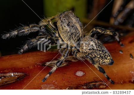 Adult Female Yellow Jumping spider Adult Female Yellow Jumping spider 83289437