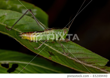 Lesser Meadow Katydid Nymph Lesser Meadow Katydid Nymph 83289440