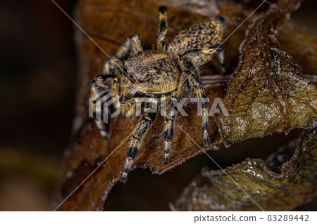 Adult Female Yellow Jumping spider Adult Female Yellow Jumping spider 83289442