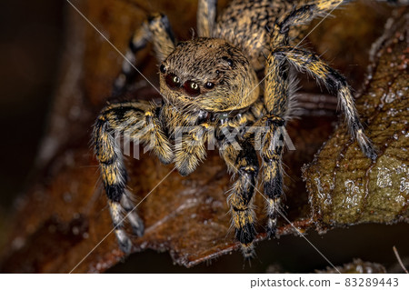 Adult Female Yellow Jumping spider Adult Female Yellow Jumping spider 83289443