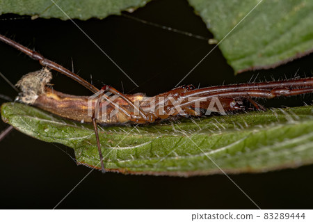 Adult Long-jawed Orbweaver Spider Adult Long-jawed Orbweaver Spider 83289444