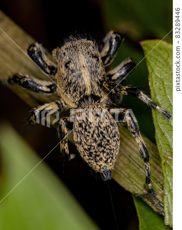 Adult Female Yellow Jumping spider Adult Female Yellow Jumping spider 83289446