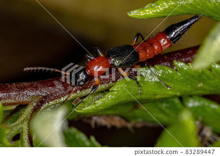 Adult Whiplash Beetle 83289447