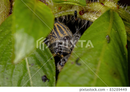 Adult Female Yellow Jumping spider Adult Female Yellow Jumping spider 83289449