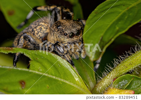 Adult Female Yellow Jumping spider Adult Female Yellow Jumping spider 83289451