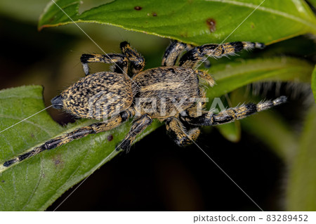 Adult Female Yellow Jumping spider Adult Female Yellow Jumping spider 83289452