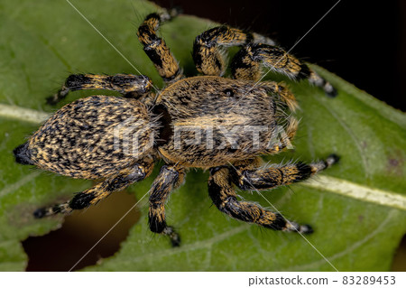 Adult Female Yellow Jumping spider Adult Female Yellow Jumping spider 83289453