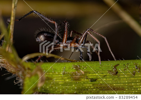 Adult Male Ant-mimic Sac Spider 83289454