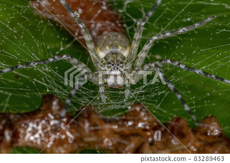 Adult Female Nursery Web Spider 83289463