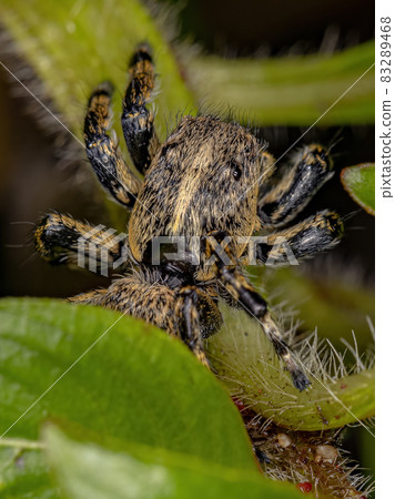 Adult Female Yellow Jumping spider 83289468