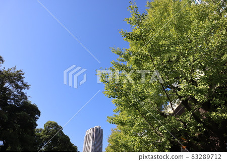在銀杏樹和大綠樹之間看到摩天大樓和藍天的風景 83289712