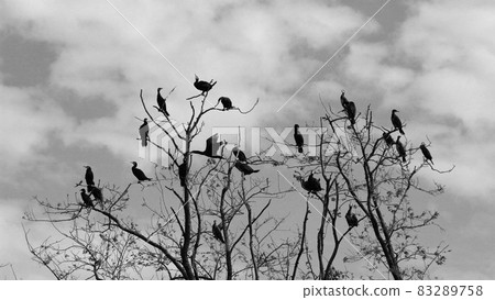 冬天，一群鸕鶿棲息在枯樹的樹枝上，休息羽毛 83289758