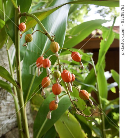 Miyakojima, Okinawa Prefecture Colorful Sannin Shell Ginger Fruit Seeds Colorful 83289763
