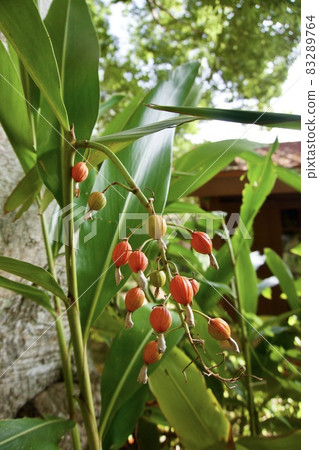 Miyakojima, Okinawa Prefecture Colorful Sannin Shell Ginger Fruit Seeds Colorful 83289764