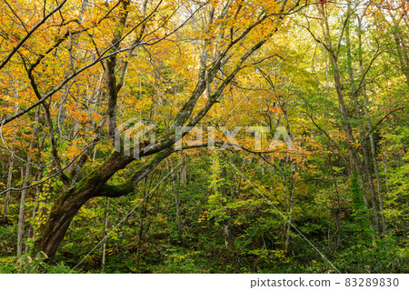 [Higashikawa-cho, Hokkaido] Beautiful yellow leaves of Daisetsuzan Gensui October 83289830