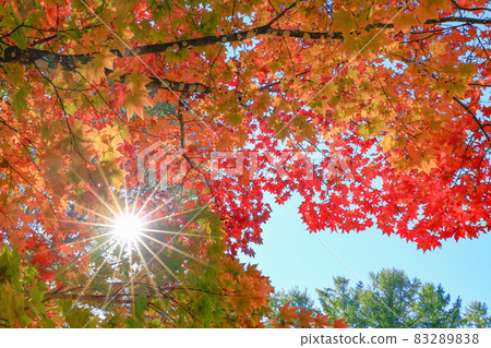 [Biei-cho, Hokkaido] Beautiful scenery of the sun and maple leaves in autumn October 83289838