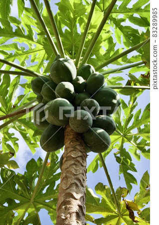Miyakojima, Okinawa Prefecture Papaya tree fruit 83289985