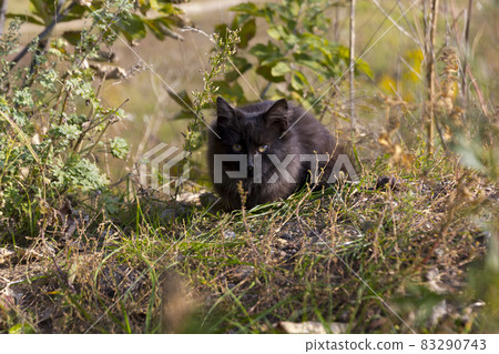 A black homeless cat is hiding and lying in the forest among green grass and trees. A black homeless cat is hiding and lying in the forest among green grass and trees. 83290743