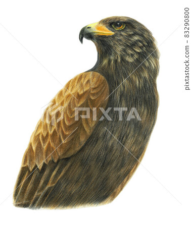 Illustration of hawk drawn with colored pencils 83290800