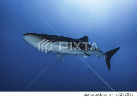鯨鯊 83291082