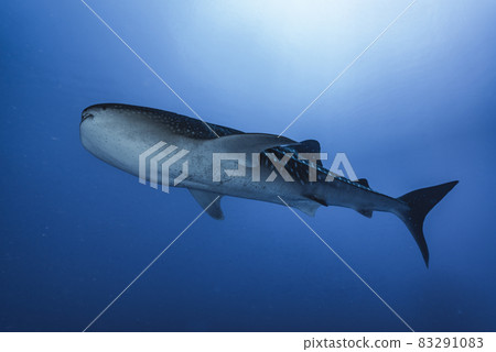 鯨鯊 83291083