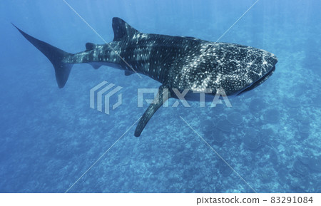 鯨鯊 83291084