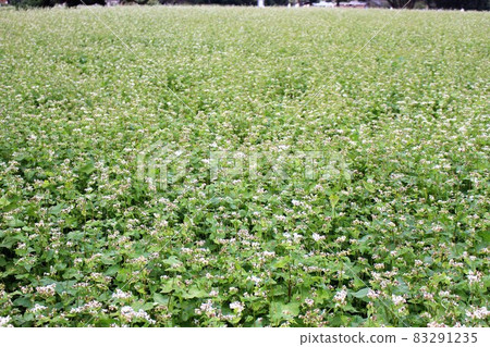 落地秋蕎麥 落地秋蕎麥 83291235