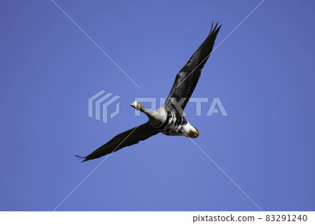 Flying one Magan Flying one Magan 83291240