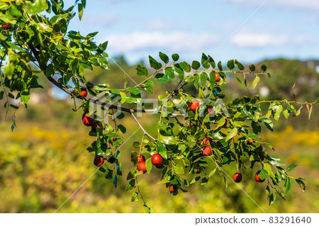 Fruit of jujube 83291640