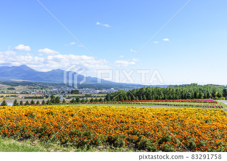 上富良野秋天的花田和藍天 83291758