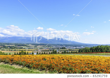 上富良野秋天的花田和藍天 83291759