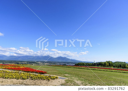 上富良野秋天的花田和藍天 上富良野秋天的花田和藍天 83291762