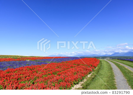 Kamifurano Autumn flower field and blue sky 83291790