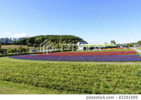 Kamifurano Autumn flower field and blue sky 83291809