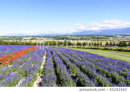 Kamifurano Autumn flower field and blue sky 83291842